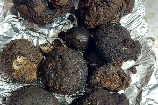 tartufi-iskustva-6EC618E4C-2EA5-7F94-6D53-CA1A85AE7F15.jpg