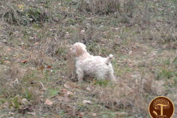 tartufi-0013-obuka-pasa-tartuf-srbijaFB6CBBCB-BE23-AE4E-E0D5-7C7AA5C26FB0.jpg