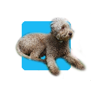 Lagotto tartufar