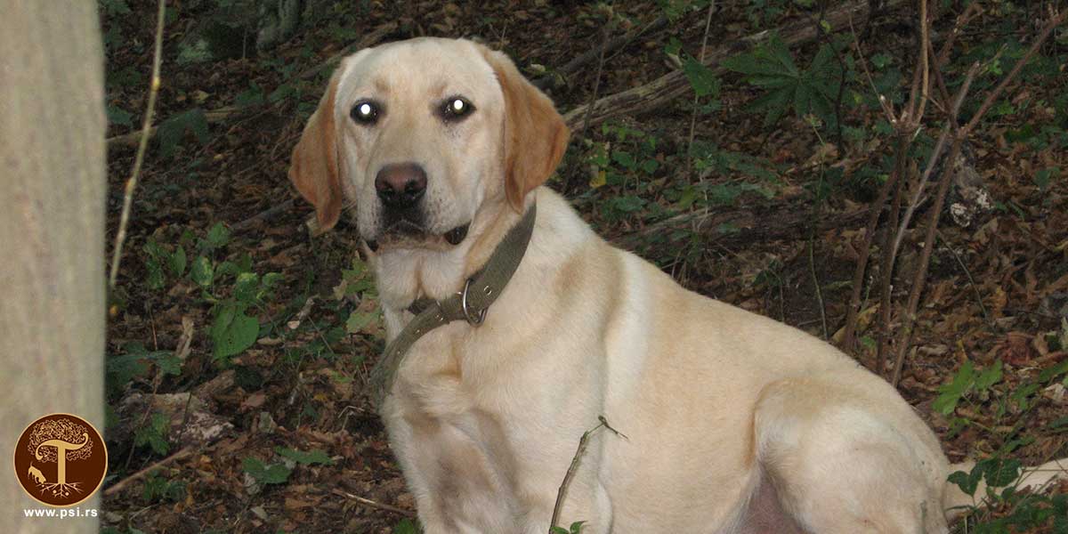 Rasa Labrador Retriver tartufi